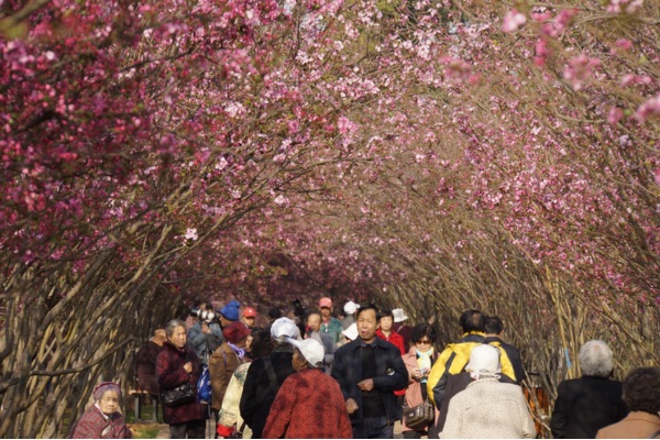 Viên Thông Sơn ngắm hoa anh đào vào mùa xuân