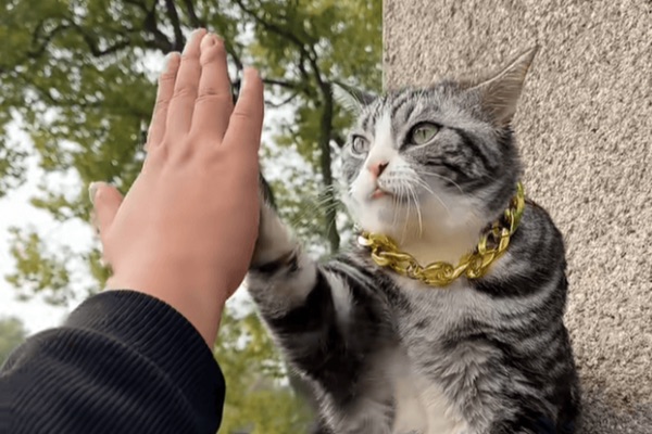 Chú mèo đập tay ban phước nổi tiếng tại chùa Tây Viên