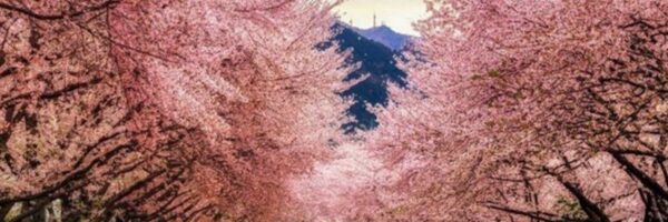 đảo nami thiên đường của hàn quốc