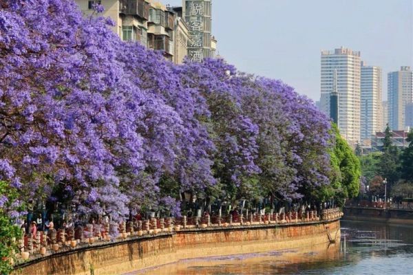 Con đường hoa phượng tím mùa hạ tại côn minh