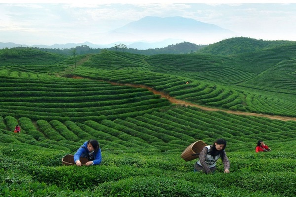 Chè Long Tỉnh là đệ nhất chè xanh của Trung Hoa