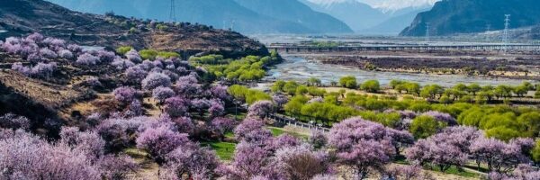 làng đào gala tại nyingchi lâm chi tây tạng