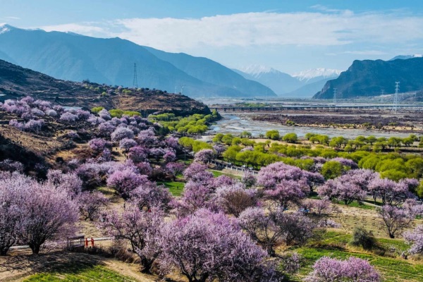làng đào gala tại nyingchi lâm chi tây tạng