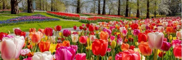 mùa hoa tulip tại châu âu