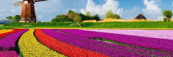 mùa hoa tulip tại hà lan châu âu