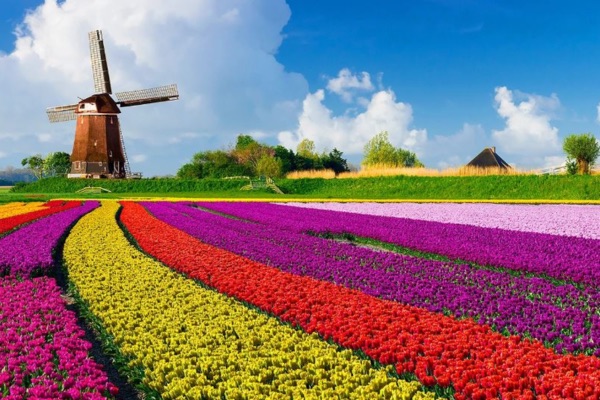 mùa hoa tulip tại hà lan châu âu