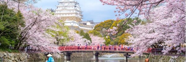 ngắm hoa anh đào tại osaka